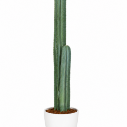 Mexican Organ Pipe Cactus