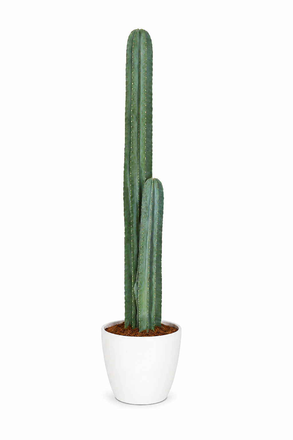 Mexican Organ Pipe Cactus