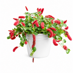 Dwarf Chenille Plant