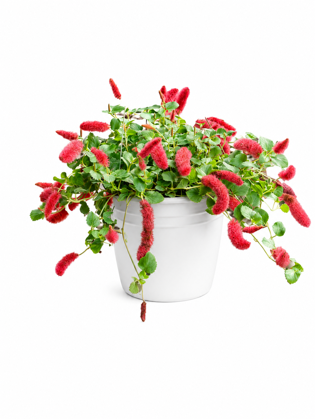 Dwarf Chenille Plant