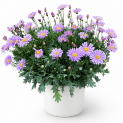 Blue Daisy (Light Purple)