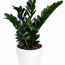 ZZ Plant (Dark green)